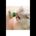 BUĞZ Yengeç Kedi Otu Oyun Topu