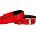 Doggie Softlu Köpek Boyun Tasması 2 cm x 40 cm Kırmızı