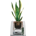 Genel Ürün Natede Saksı Tipi Hava Temizleyici