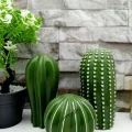 Biblo Dekoratif 3 lü Kaktüs Biblo