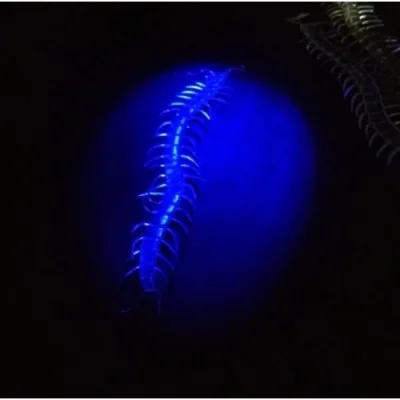 BUĞZ Karanlıkta Parlayan Fosforlu Kırkayak