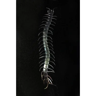 BUĞZ Karanlıkta Parlayan Fosforlu Kırkayak