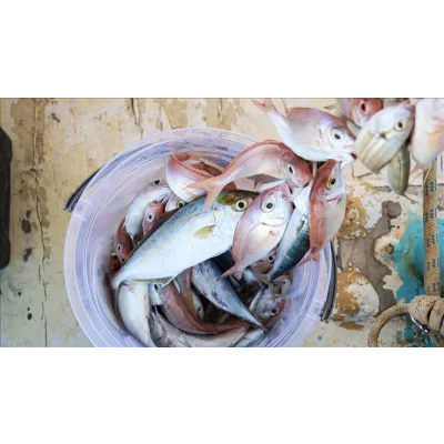 BUĞZ Misina İpi 300 Metre