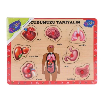  ONY-287 288 Ahşap Tutmalı Vücumuzu Tanıyalım -Onyıl Oyuncak