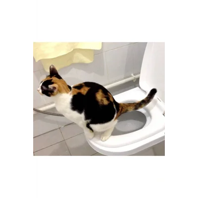 Genel Ürün Yok Citi Kitty Kedi Tuvalet Eğitim Seti Saç Islak ve Kuru 1 Yıl Çok Renkli Kablosuz 1-3