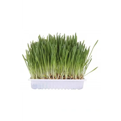 Genel Ürün Marka: Kedi Çimi, 100 Gr Kategori: Kedi Sağlık Ürünü