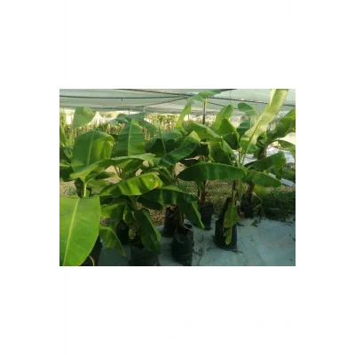 Genel Ürün Saksıda Yetişmiş Büyük Yapıda Bodur Muz Ağacı (150-170 Cm)