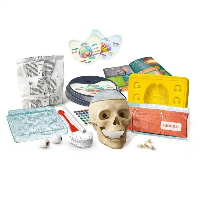  64322 Çılgın Anatomi - Bilim ve Oyun / +7 yaş