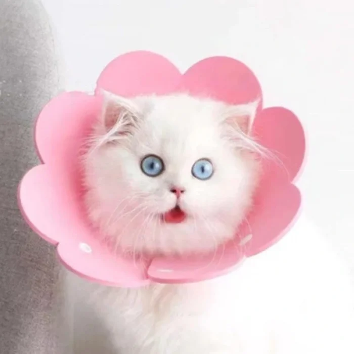 BUĞZ Evcil Hayvan M Boy Keçe Elizabeth Yakalığı