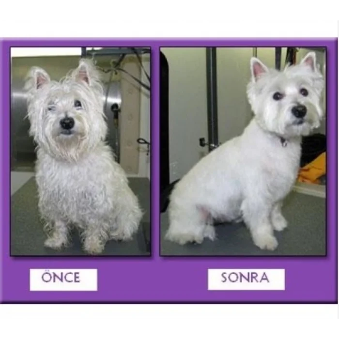  Profesyonel Kedi Köpek Ve Evcil Hayvan Traş Makinesi Elektrikli