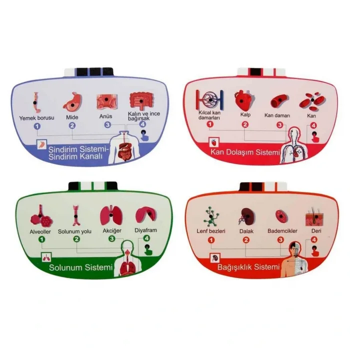 BUĞZ Sesli İnsan Vücudu Modeli Bilim Seti