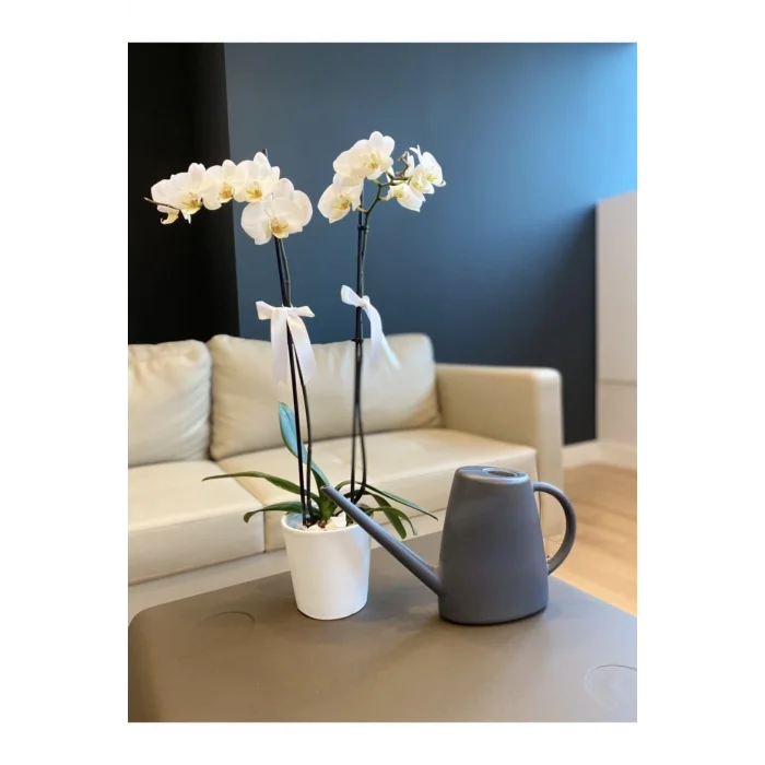 Genel Ürün Çiçek Sulama Kabı Antrasit Renk 1,7 Lt Sulak Dekoratif Ürün