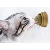 BUĞZ Kedi Otu Oyun Topu