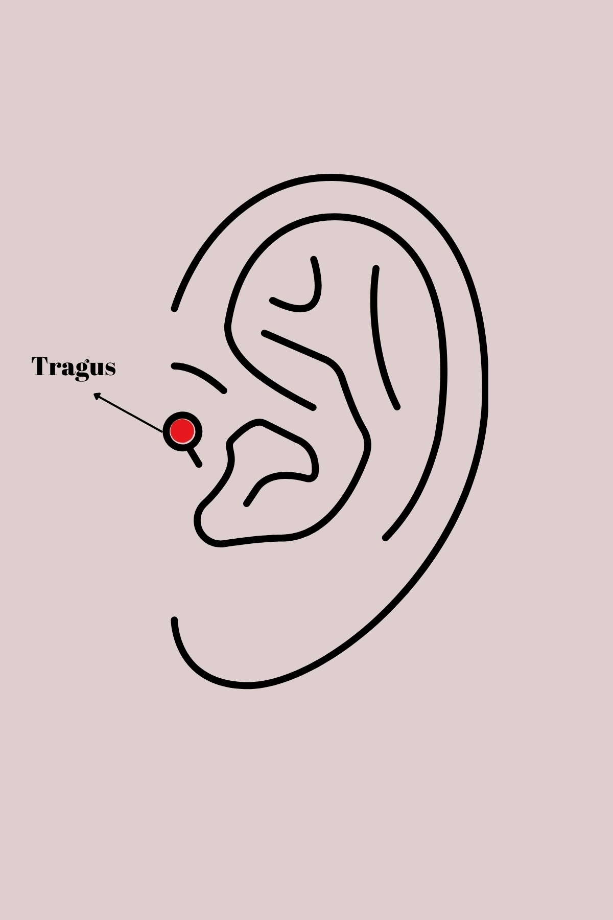 BUĞZ 316L Çelik Gümüş Renk Zirkon Taşlı Dal Tragus Piercing