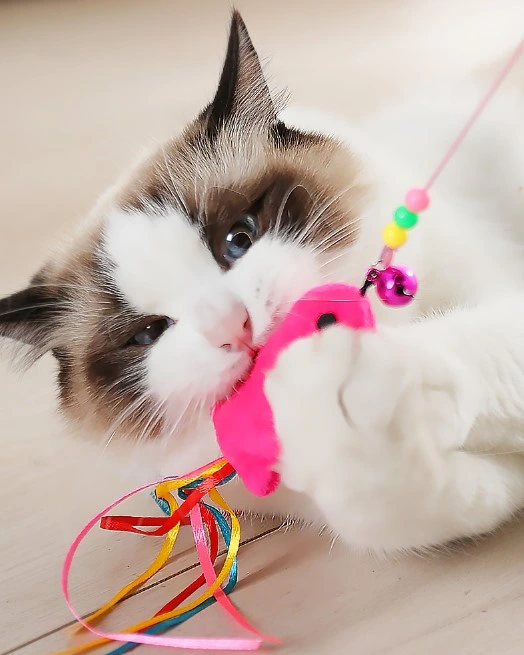 BUĞZ BALIKLI KEDİ OYUN OLTASI