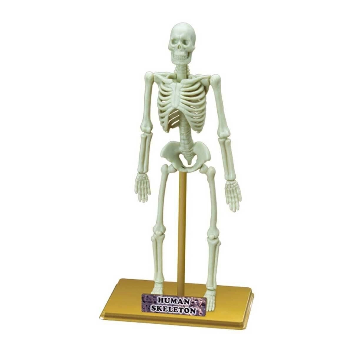 BUĞZ Bilim Seti : İnsan İskeleti - S00028206