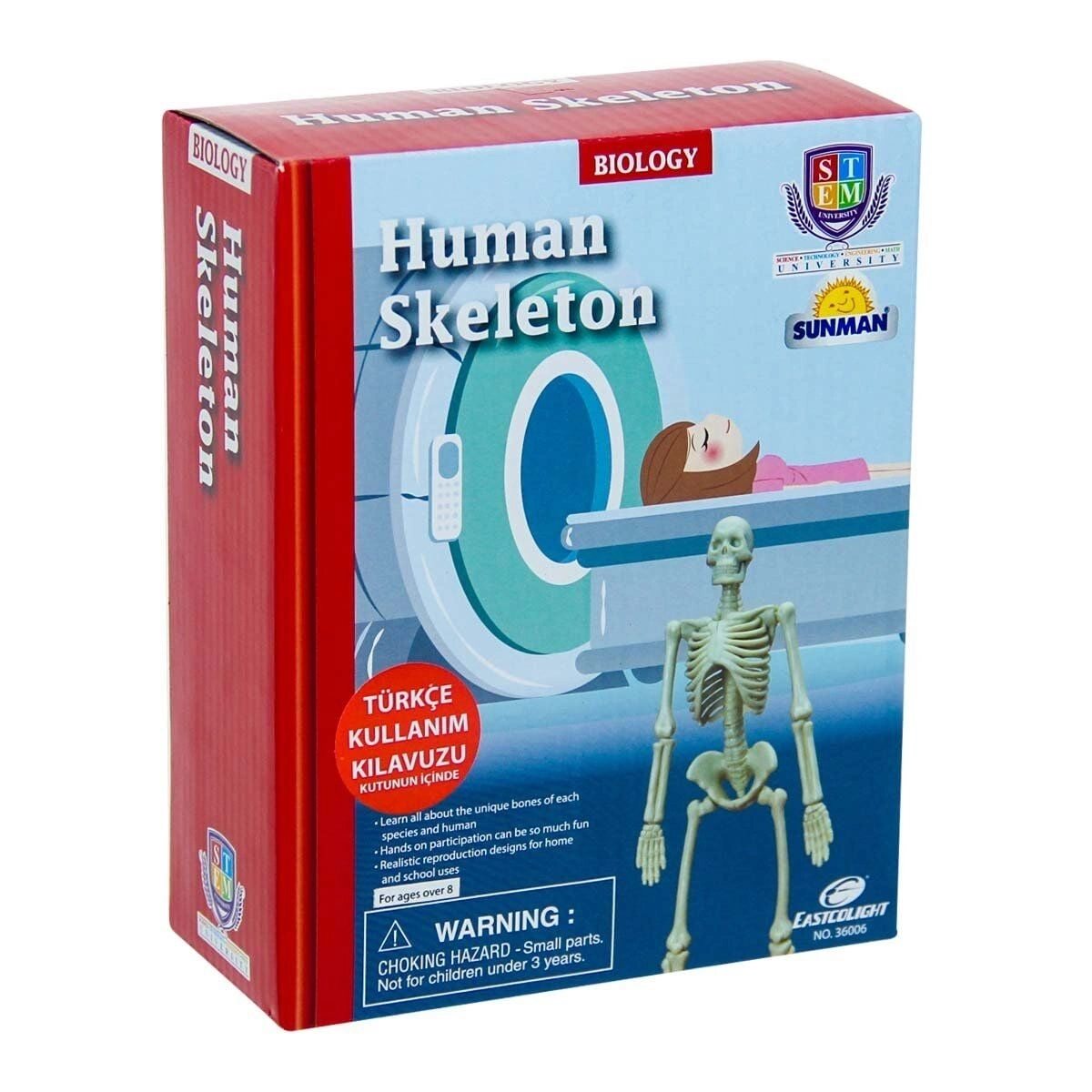 BUĞZ Bilim Seti : İnsan İskeleti - S00028206