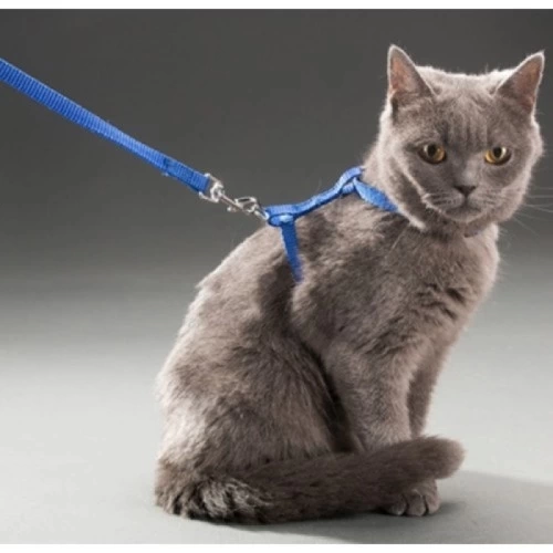BUĞZ Kedi Boyun ve Göğüs Tasması