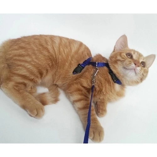 BUĞZ Kedi Boyun ve Göğüs Tasması