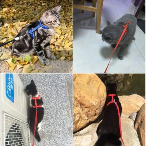 BUĞZ KEDİ TASMASI