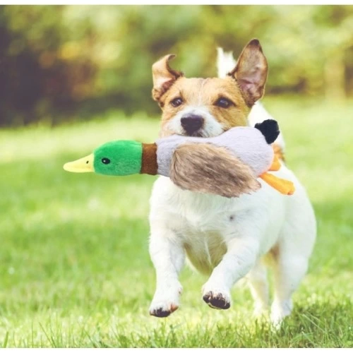 BUĞZ Sesli Ördek Şekilli Peluş Köpek Oyuncağı