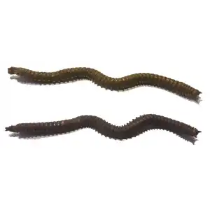 Fladen Vermz Kum Solucanı 9.5 cm 15P