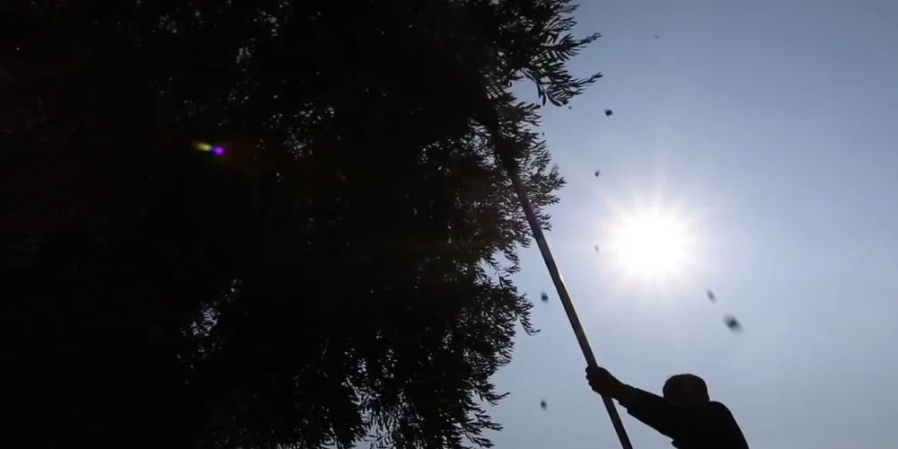 Kilizi Zeytin Hasadı