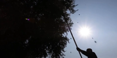 Kilizi Zeytin Hasadı