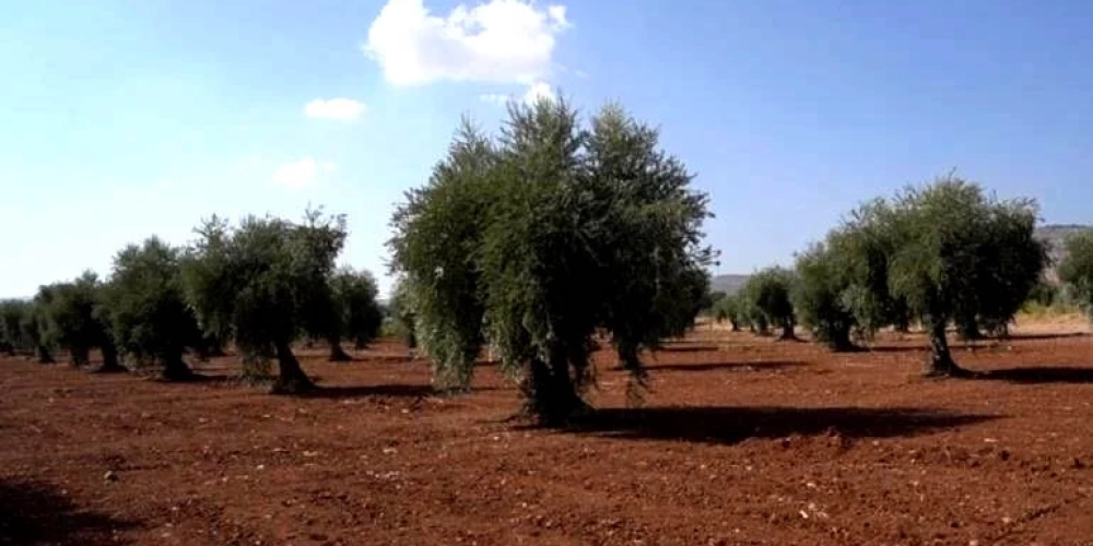 Binlerce Yıllık Eşsiz Lezzet Kilis Zeytinyağı