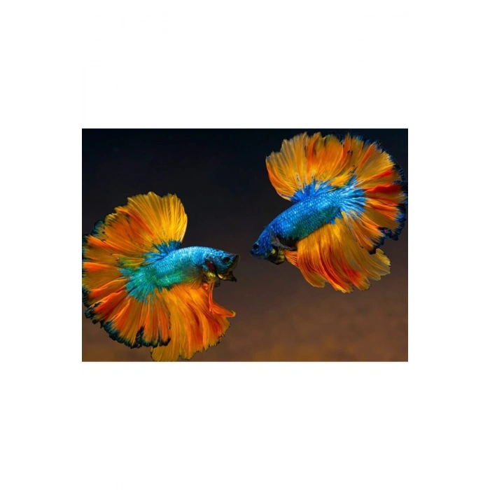 Beta Balıkları Canvas Tablo (50x70)