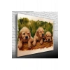Yavru Köpekler Canvas Tablo (50x70)