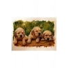 Yavru Köpekler Canvas Tablo (50x70)
