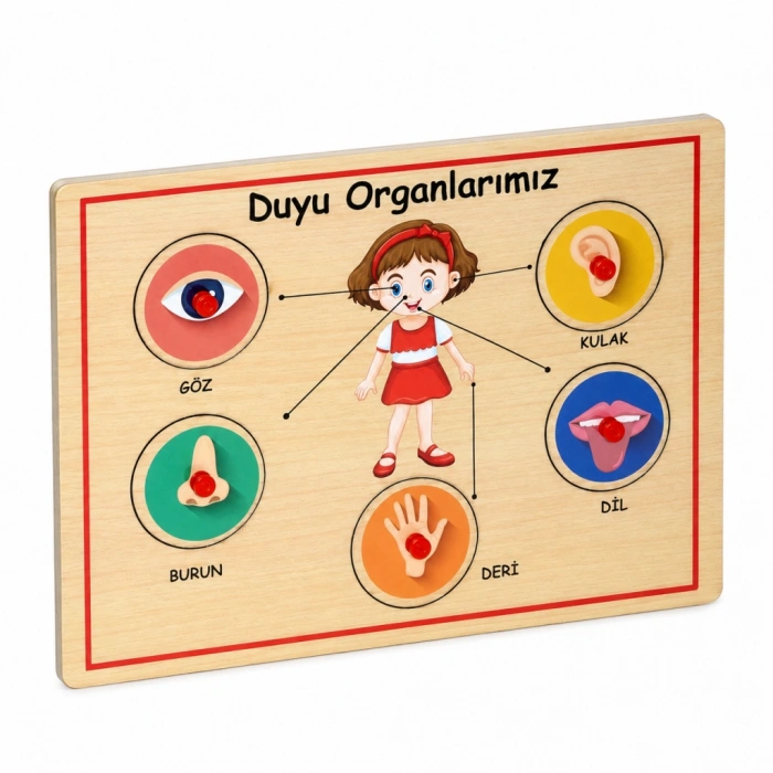 166/167  Ahşap Tutmalı Organlar