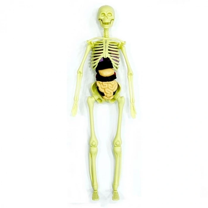 The Human Body İnsan Vücudu 3D Eğitim Seti 3302