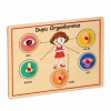 166/167  Ahşap Tutmalı Organlar