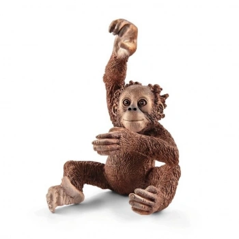 Yavru Orangutan