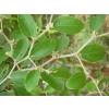 Sidr Yaprağı 50gr