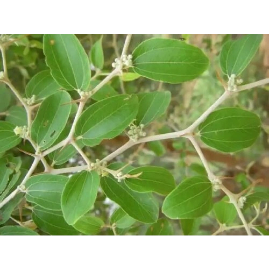 Sidr Yaprağı 50gr