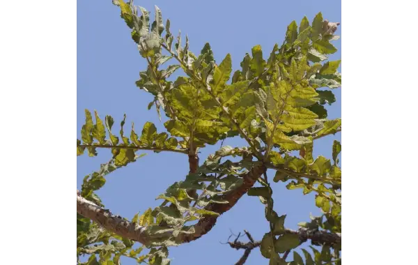 Akgünlük Hidrosolü: Doğanın Cilt Bakımının Sırrı