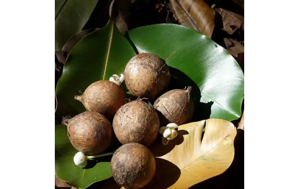 Tamanu Yağı: Doğanın Sihirli İksiri