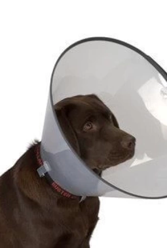 Kedi Köpek Yakalığı 12,5 CM