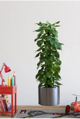 Saksılı Bitki Tasarımlı Yapışkanlı Sticker Resim 90*30 cm (4940)