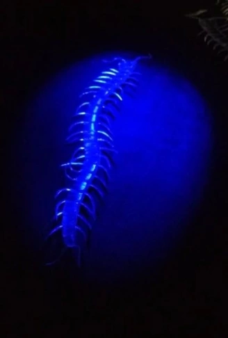 Şeffaf Renk Karanlıkta Parlayan Fosforlu Kırkayak 13 cm 1 Adet (4940)