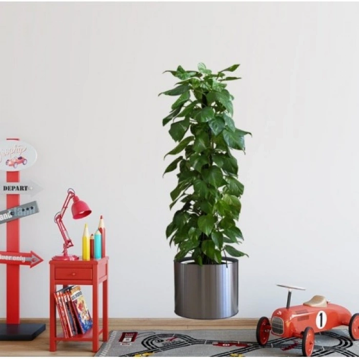 Saksılı Bitki Tasarımlı Yapışkanlı Sticker Resim 90*30 cm (4940)