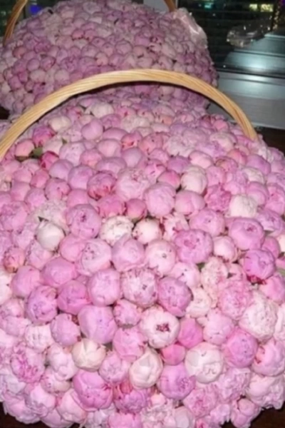 Sepette 301 Pembe Şakayık