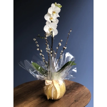 Orchid in a Yellow Terrarium