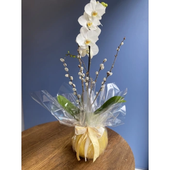 Orchid in a Yellow Terrarium