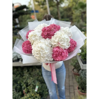 White Pink Hydrangea