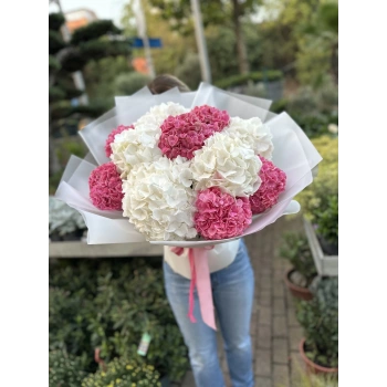 White Pink Hydrangea