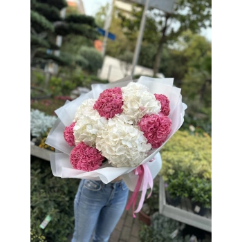 White Pink Hydrangea